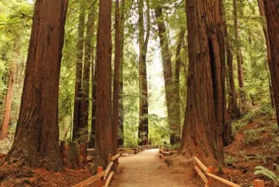 Redwoods-Muir Woods National Monument