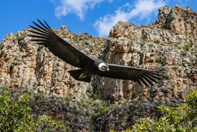 Sunny Condor Cliffs