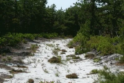 Pine Barrens