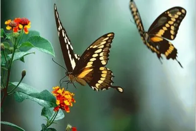 borboleta
