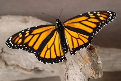 linda