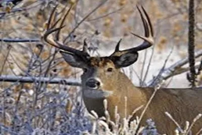 Mule deer - Colorado