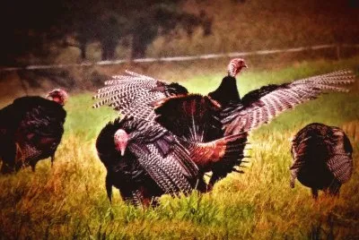 Turkeys