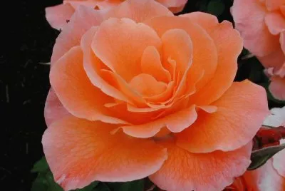 Rosa Naranja
