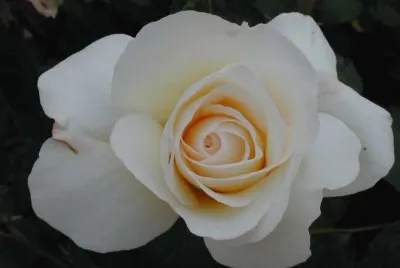 Rosa beace