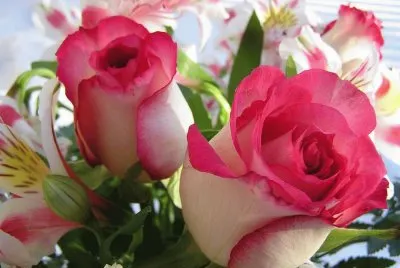 Rosas bicolor