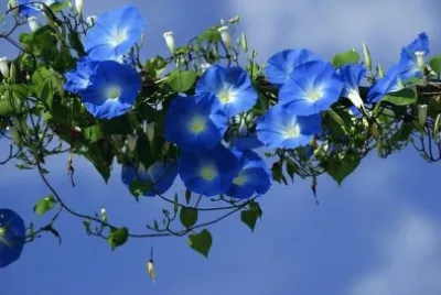 flores azules