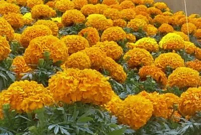 Flors