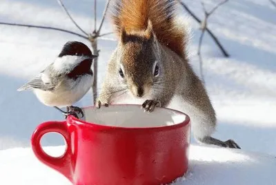 bird and friend