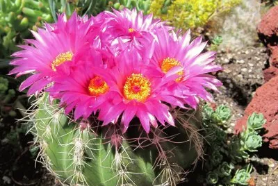 flores