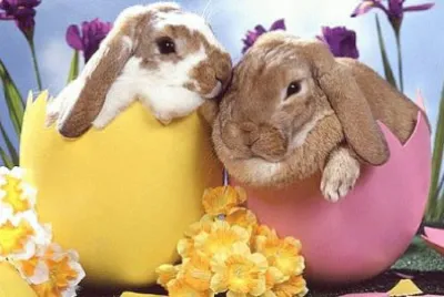 puzzle jigsaw puzzle