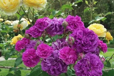 */-