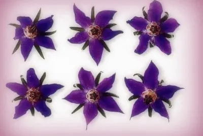 Flors