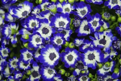 Vibrant Purple Flowers