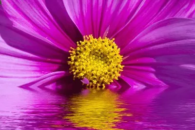 Flor
