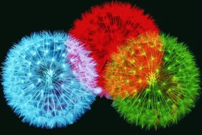 Colors