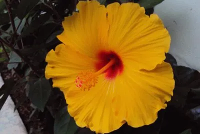 flores