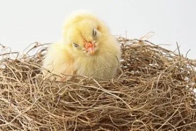 El pollito pio