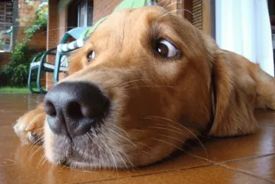 cÃ£o