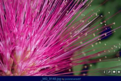 flor