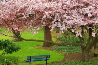 Almendros floridos