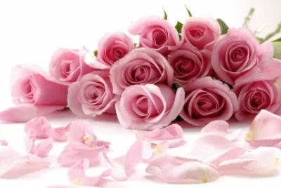 Rosas rosa jigsaw puzzle