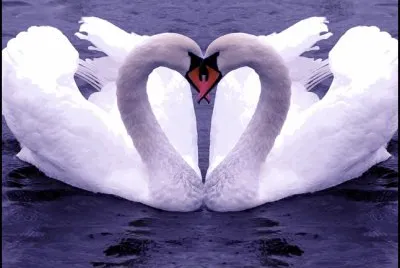 Cisnes enamorados jigsaw puzzle