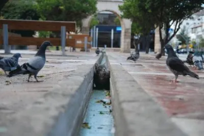 פאזל של GATO!!