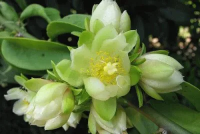 flores