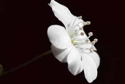 flor