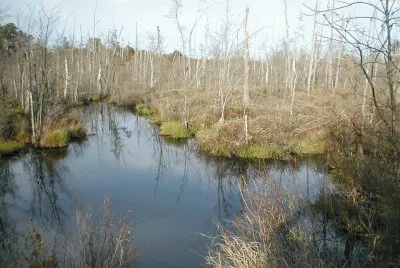 Pine Barrens of NJ