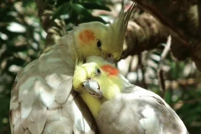 פאזל של Cacatues
