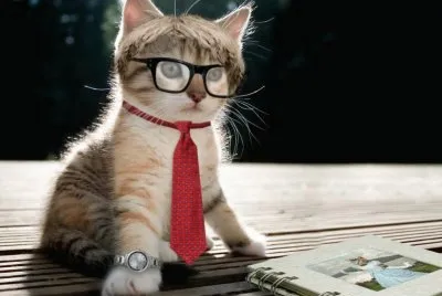 פאזל של gato