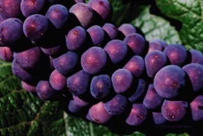 Pinot Noir Grapes-Sonoma Valley