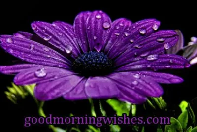 Good Morning Daisy