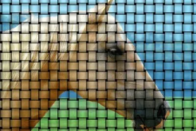 Distorted Horse