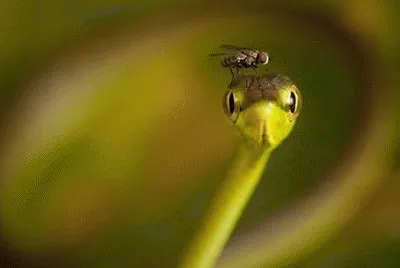 Fly jigsaw puzzle