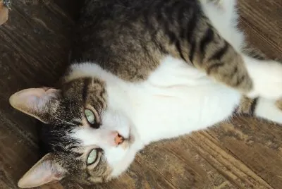 Sweet Face