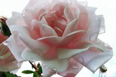 Flor