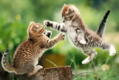 פאזל של Ataque felino