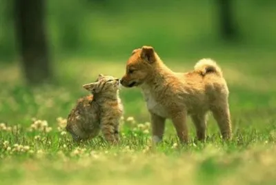 פאזל של Amor gatuno