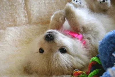 פאזל של Cachorrito