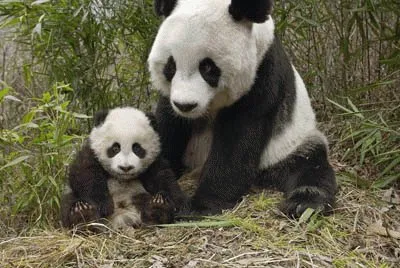 MamÃ¡ e hijo Panda