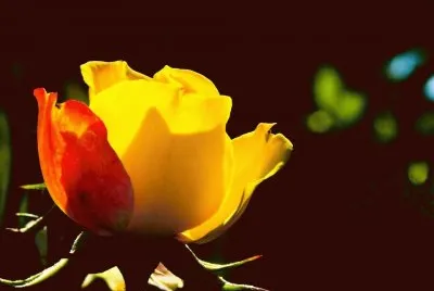 Rosa Amarela
