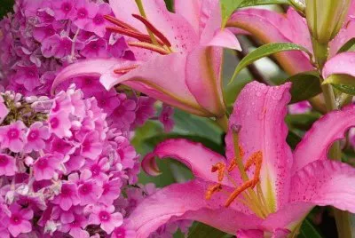 â—˜â™¦â—˜