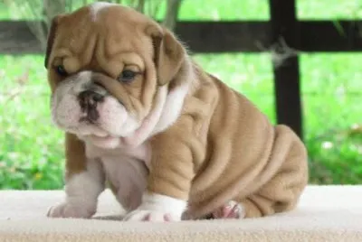 Perritos cariÃ±osos