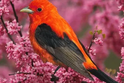 Pajaro rojo