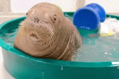 babywalrus