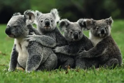 Koalas abrazados