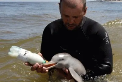 Alimentando a BB delfin